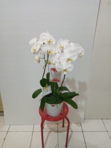 Bunga Meja Anggrek Ove Florist