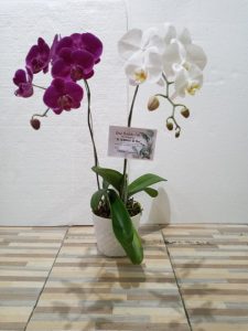 anggrek-bulan-Ove-Florist-Surabaya